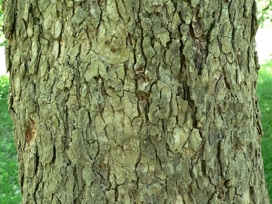 {Aesculus glabra}